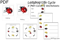 Ladybug Life Cycle 3-Part Cards & Worksheets (PDF)