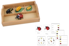 Life Cycle of a Ladybug with Sorting Tray