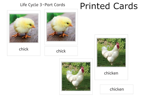 Chicken Life Cycle 3-Part Cards