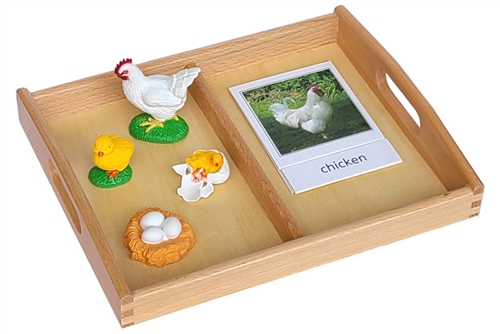Life Cycle of a Chicken with Tray and Cards