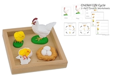 Life Cycle of a Chicken with Tray