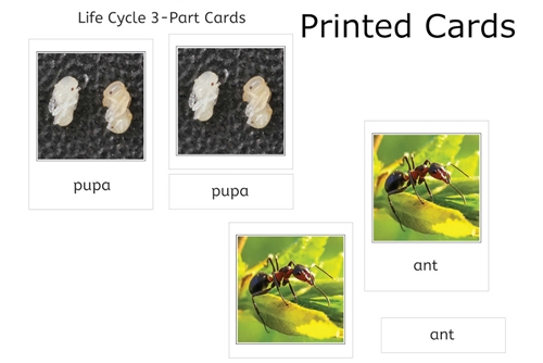 Ant Life Cycle 3-Part Cards
