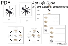 Ant Life Cycle 3-Part Cards & Worksheets (PDF)