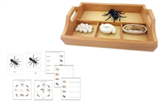 Life Cycle of an Ant with Sorting Tray