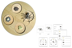 Life Cycle of a Spider with Demo Tray