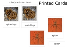 Spider Life Cycle 3-Part Cards