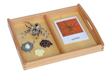 Life Cycle of a Spider with Tray and Cards
