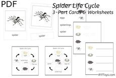 Spider Life Cycle 3-Part Cards & Worksheets (PDF)