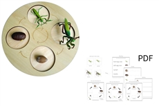 Life Cycle of a Mantis with Demo Tray