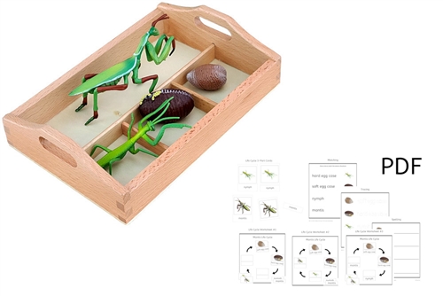 Life Cycle of a Mantis with Sorting Tray