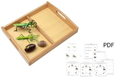 Life Cycle of a Mantis with Tray and PDF set