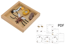 Life Cycle of a Mosquito with Tray