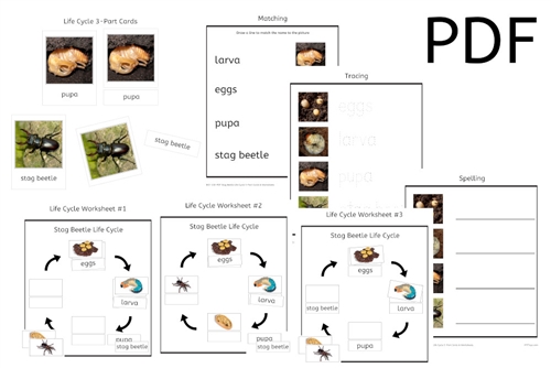 Stag Beetle Life Cycle 3-Part Cards & Worksheets (PDF)