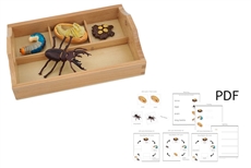 Life Cycle of a Stag Beetle with Sorting Tray