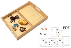Life Cycle of a Stag Beetle with Tray and PDF set