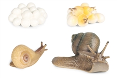 Life Cycle of a Snail