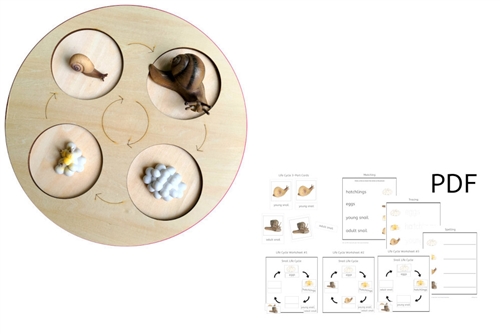 Life Cycle of a Snail with Demo Tray