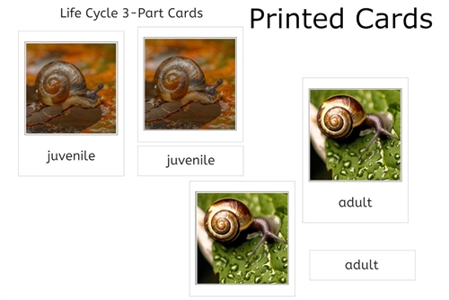 Snail Life Cycle 3-Part Cards