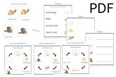 Snail Life Cycle 3-Part Cards & Worksheets (PDF)