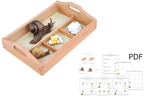 Life Cycle of a Snail with Sorting Tray