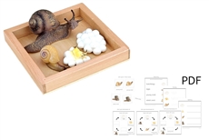 Life Cycle of a Snail with Tray