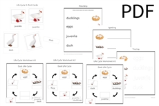 Duck Life Cycle 3-Part Cards & Worksheets (PDF)