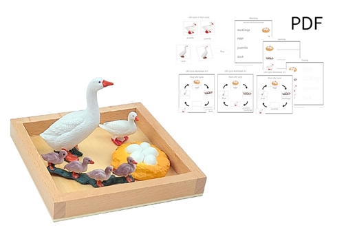 Life Cycle of a Duck with Tray