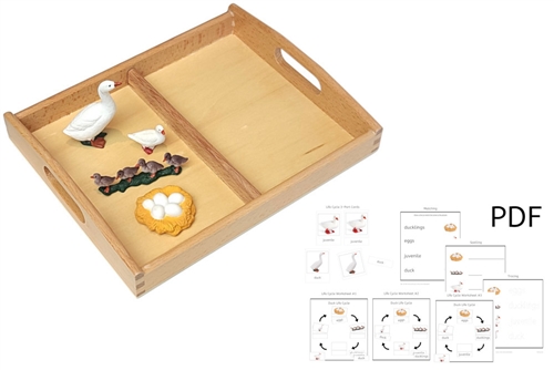 Life Cycle of a Duck with Tray and PDF set