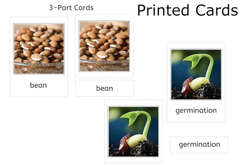 Green Bean Plant Life Cycle 3-Part Cards