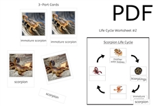 Scorpion Life Cycle 3-Part Cards & Worksheets (PDF)