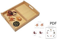 Life Cycle of a Scorpion with Tray and PDF set