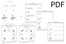 Snake Life Cycle 3-Part Cards & Worksheets (PDF)