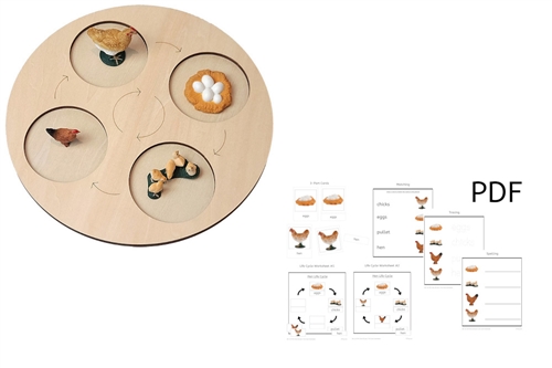 Models of Hen Life Cycle with Demo Tray and PDF Cards