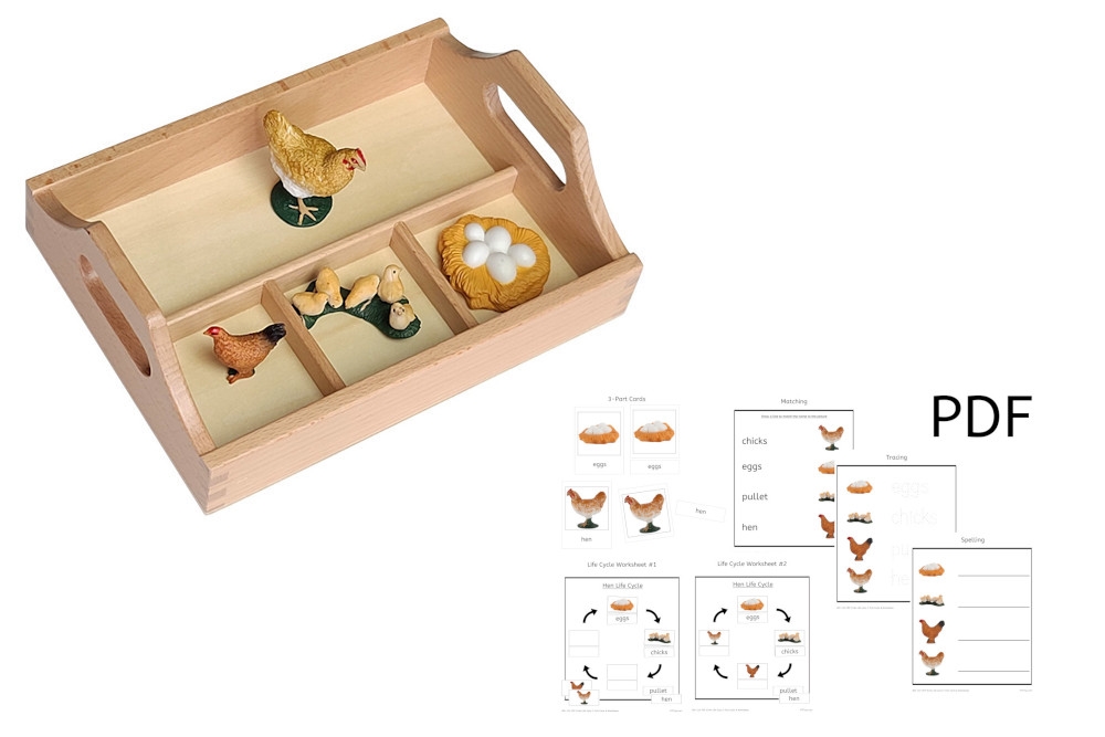 Life Cycle of a Hen with Sorting Tray - IFIT Montessori