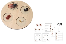 Models of Cicada Life Cycle with Demo Tray and PDF Cards