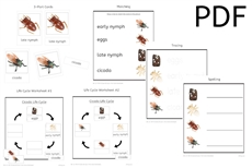 Cicada Life Cycle 3-Part Cards & Worksheets (PDF)