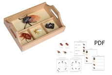Life Cycle of a Cicada with Sorting Tray