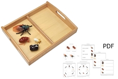 Life Cycle of a Cicada with Tray and PDF set