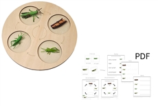 Models of Grasshopper Life Cycle with Demo Tray and PDF Cards