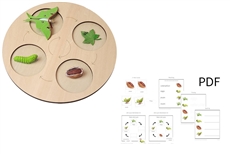 Models of Moth Life Cycle with Demo Tray and PDF Cards