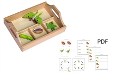 Moth Life Cycle with Sorting Tray