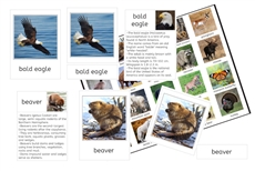 Animals of North America 3-Part Cards and Fact Cards (PDF)