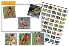 Bird Colour Sorting Cards (PDF)