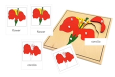 Parts of a Flower 3-Part Cards (PDF)