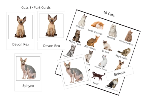 Cats 3-Part Cards (PDF)