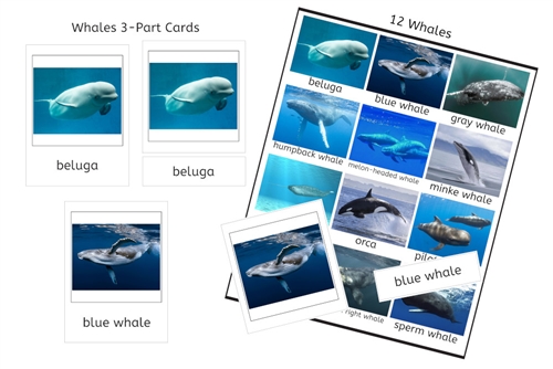 Whales 3-Part Cards (PDF)
