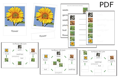 Sunflower Life Cycle 3-Part Cards & Worksheets (PDF)