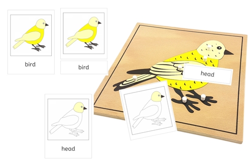Parts of a Bird 3-Part Cards (PDF)