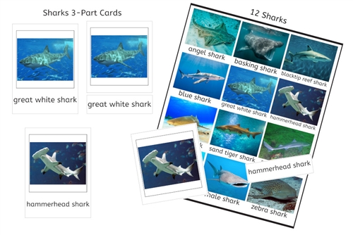 Sharks 3-Part Cards (PDF)