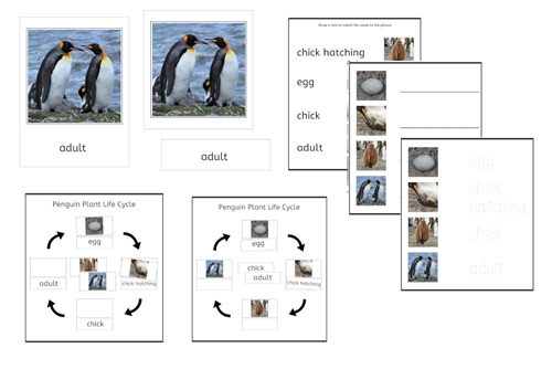 Penguin Life Cycle 3-Part Cards & Worksheets (PDF)